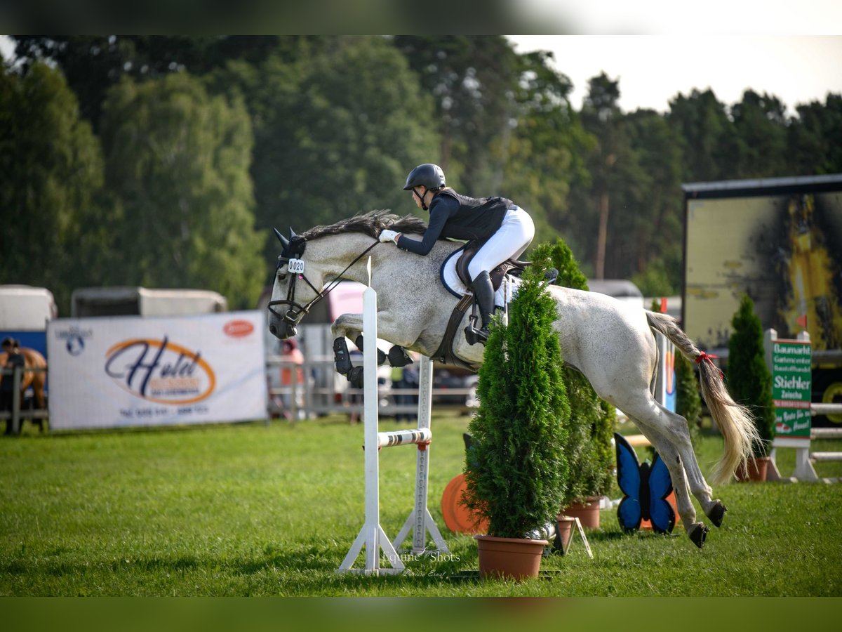Hanoverian Mare 10 years 16,2 hh Grey in Bad Liebenwerda