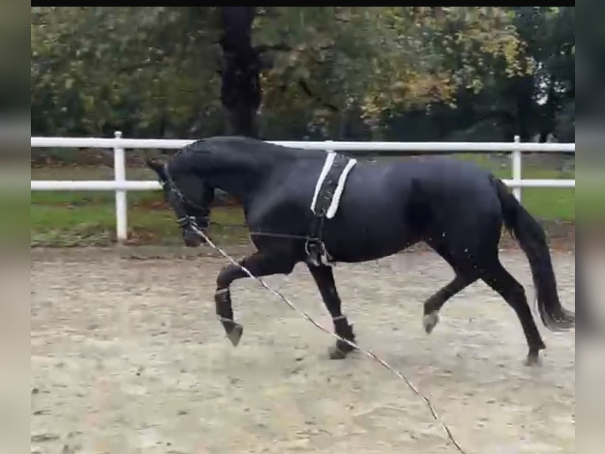Hanoverian Mare 10 years 16,3 hh Black in Hamm