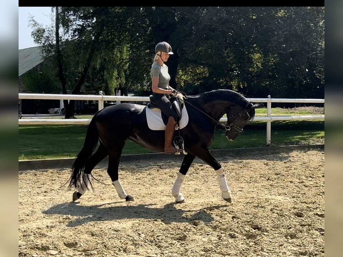 Hanoverian Mare 10 years 16,3 hh Black in Hamm