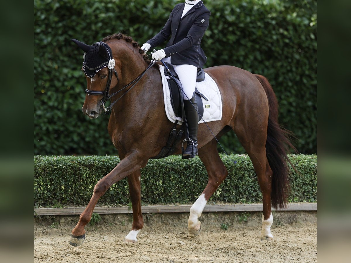 Hanoverian Mare 10 years 16,3 hh Chestnut in Xanten