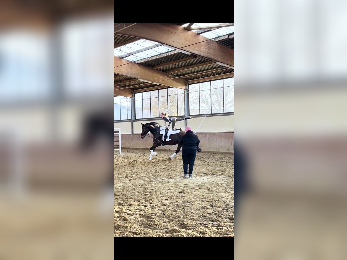 Hanoverian Mare 10 years 17,1 hh Bay-Dark in Altenberge