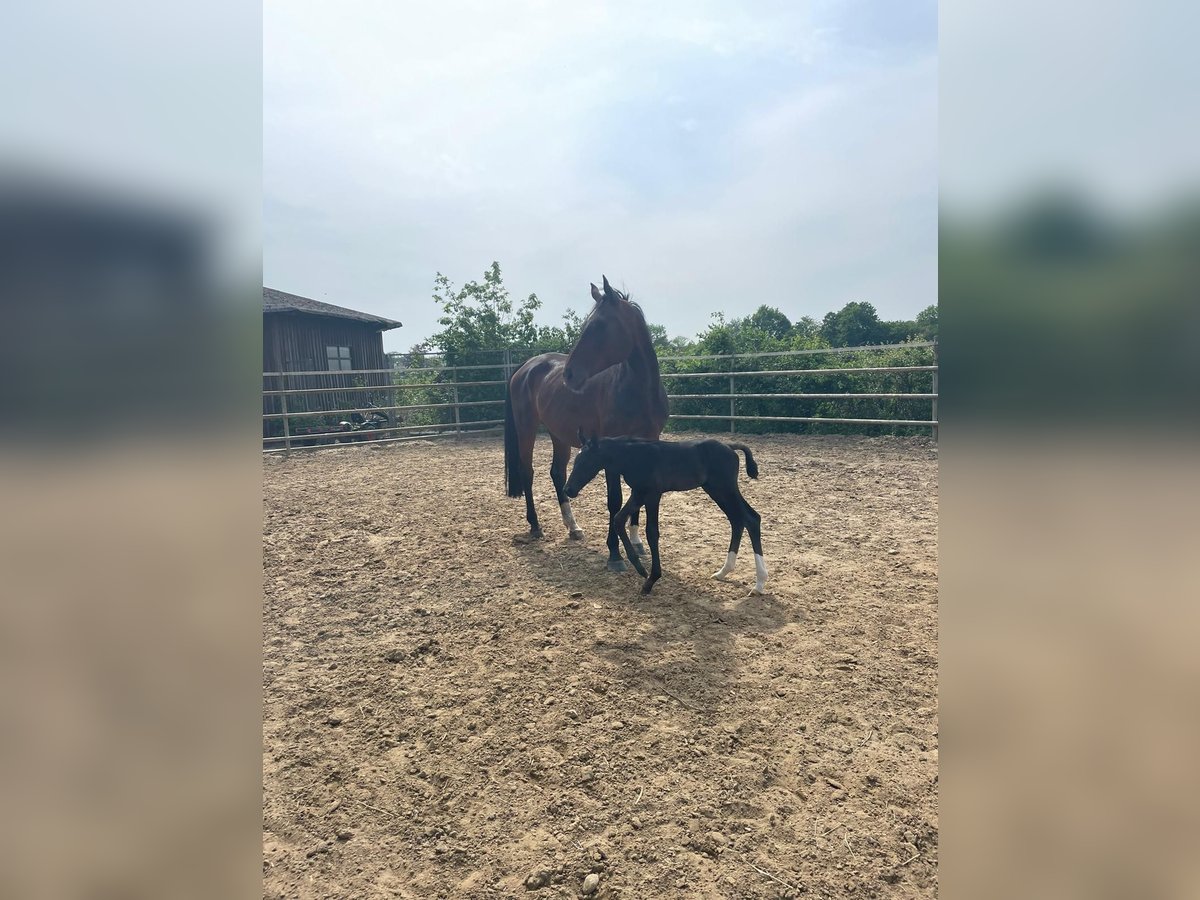 Hanoverian Mare 10 years 17 hh Bay-Dark in Syke