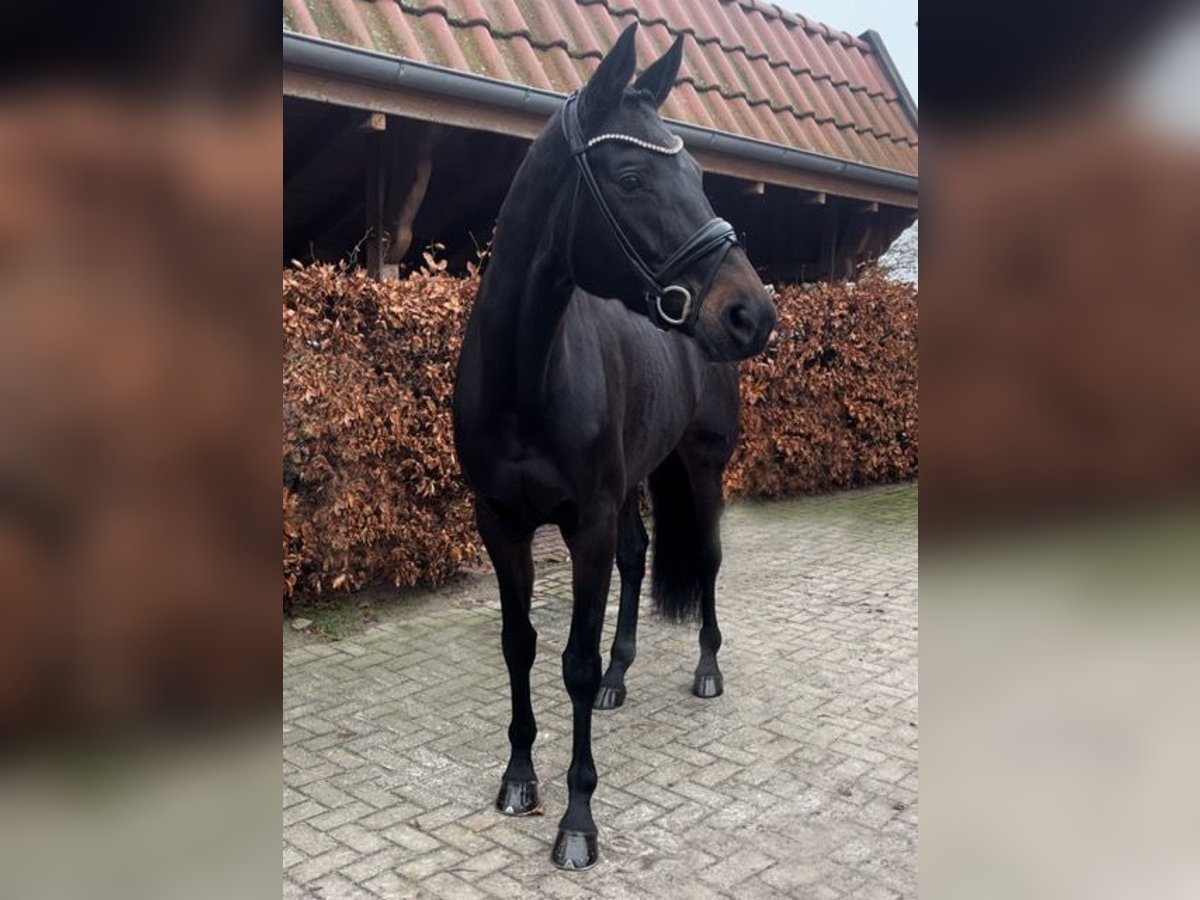 Hanoverian Mare 10 years 17 hh Bay-Dark in Rastede