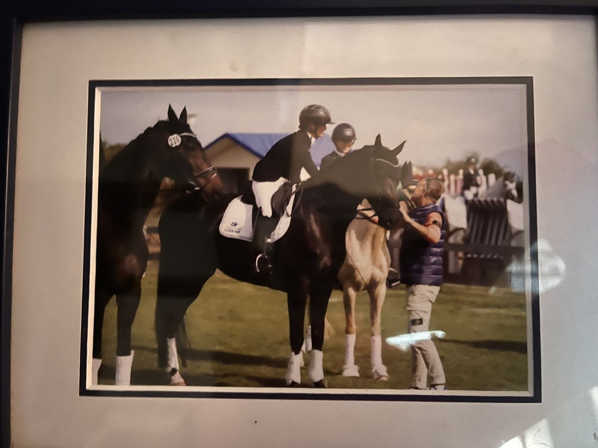 Hanoverian Mare 10 years 17 hh Black in Osterholz-Scharmbeck
