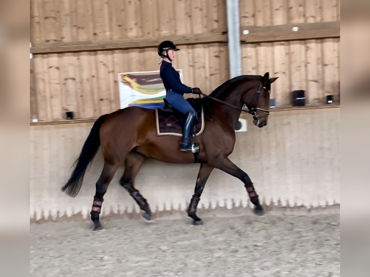 Hanoverian Mare 10 years 17 hh Brown in Neckargemünd