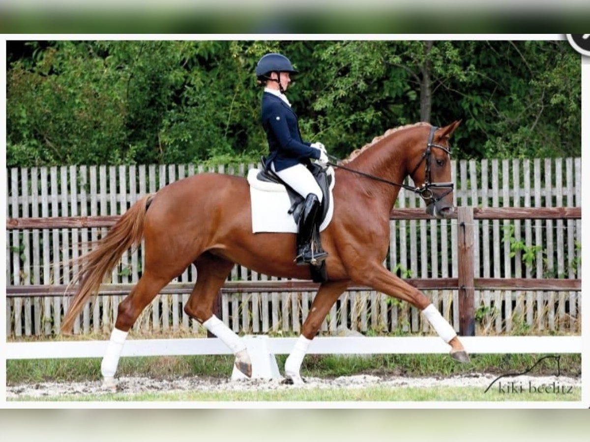 Hanoverian Mare 10 years 17 hh Chestnut in Falkensee