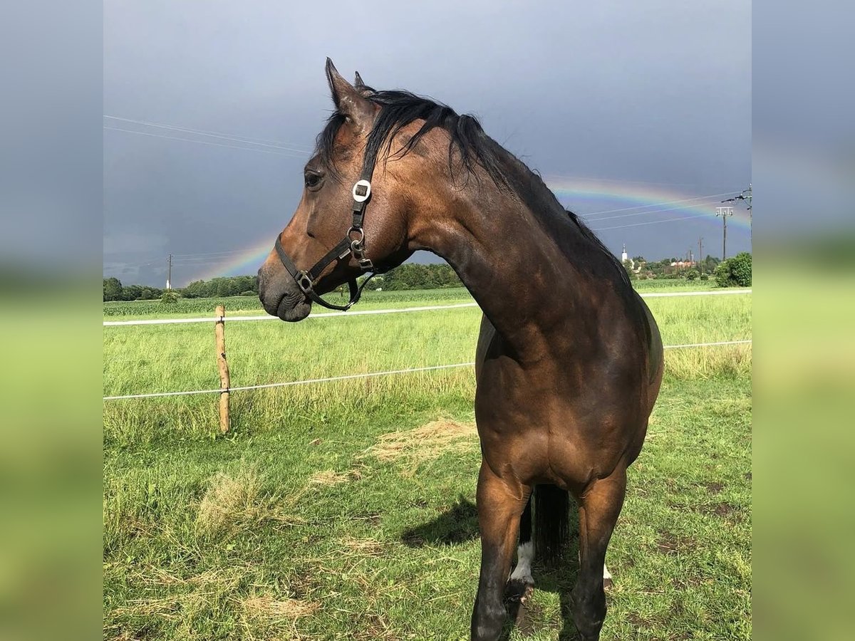 Hanoverian Mare 10 years Bay-Dark in Weil Hanoverian Mare 10 years Bay-Dark in Weil