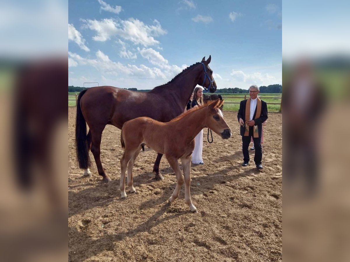 Hanoverian Mare 10 years Chestnut in Weil Hanoverian Mare 10 years Chestnut in Weil