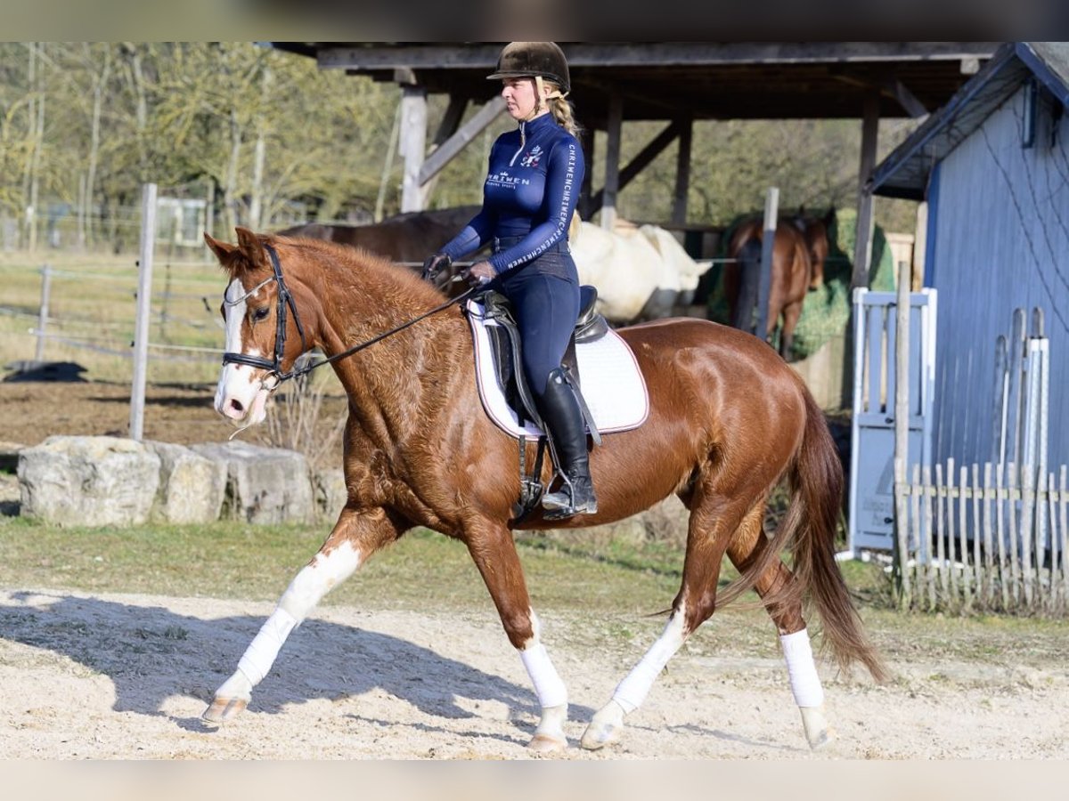 Hanoverian Mare 11 years 15,2 hh Chestnut-Red in W&#xFC;rzburg