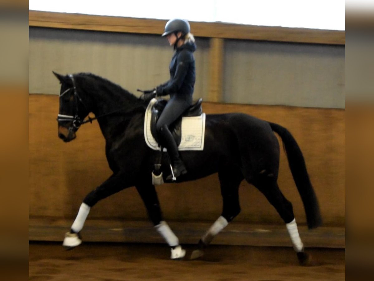 Hanoverian Mare 11 years 16,1 hh Bay-Dark in Fredenbeck