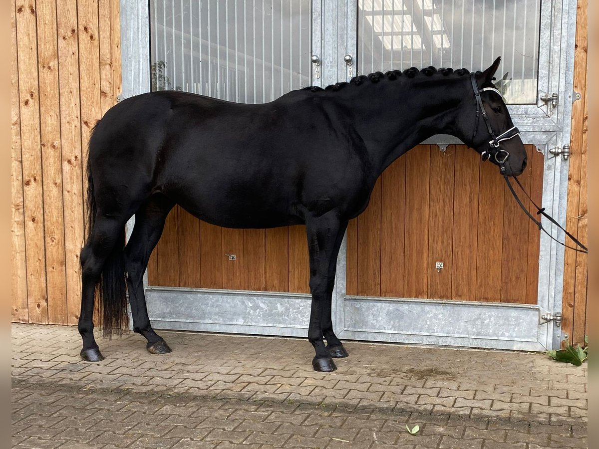 Hanoverian Mare 11 years 16,1 hh Black in Meckenbeuren