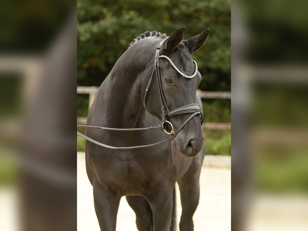 Hanoverian Mare 11 years 16,1 hh Black in Sassenberg