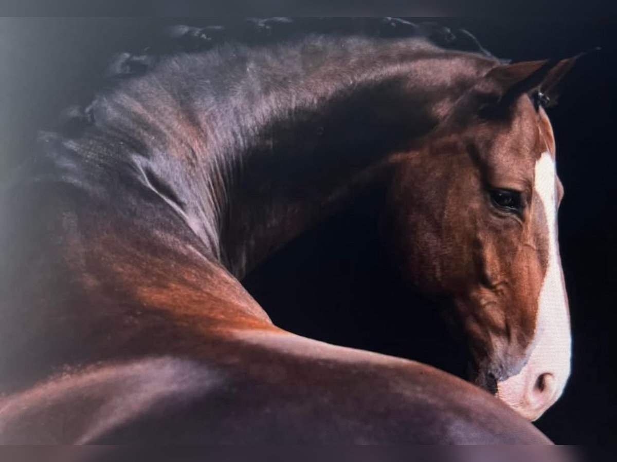 Hanoverian Mare 11 years 16,1 hh Brown in Oberwart