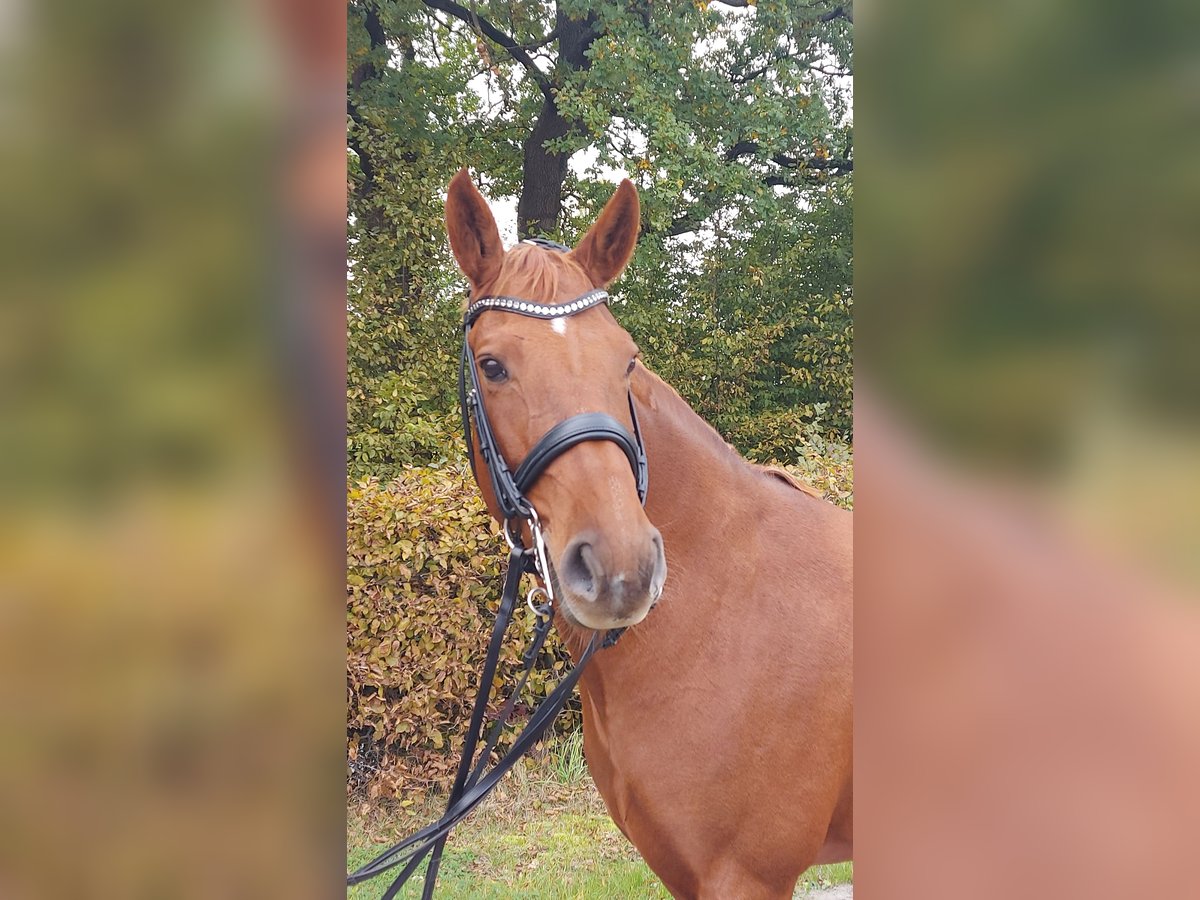 Hanoverian Mare 11 years 16,1 hh Chestnut-Red in Heidgraben