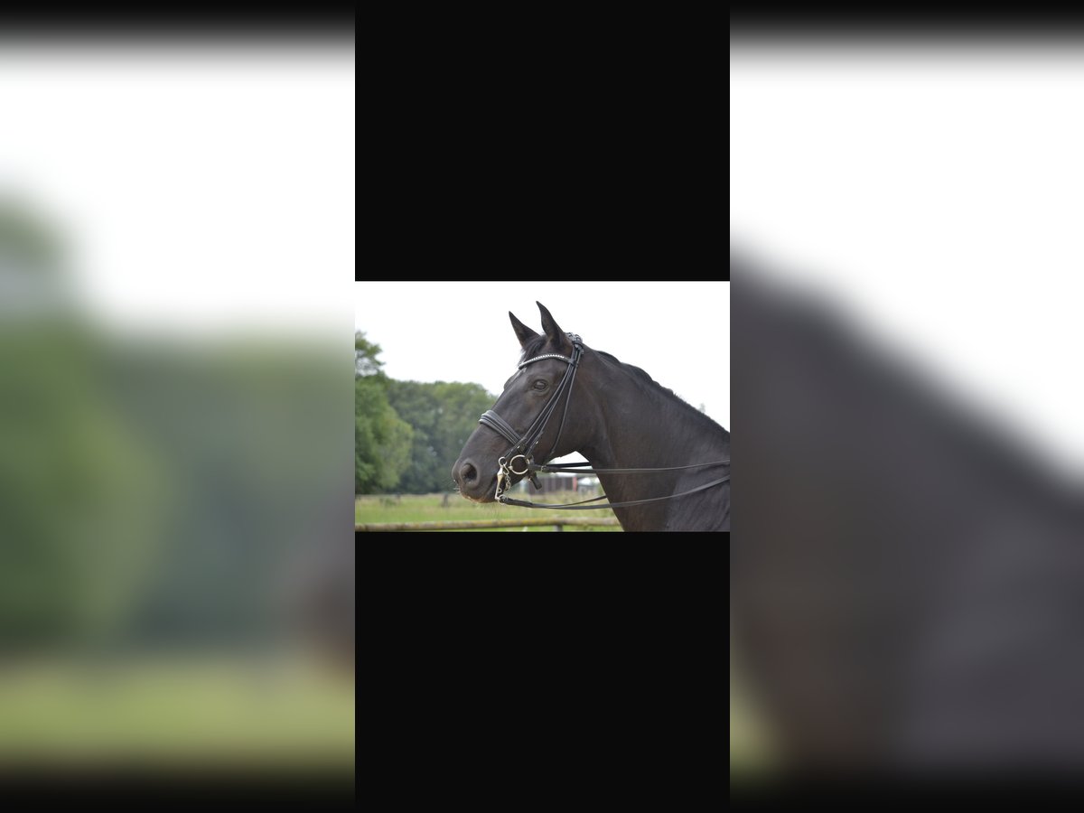 Hanoverian Mare 11 years 16,2 hh Black in Herzebrock-Clarholz