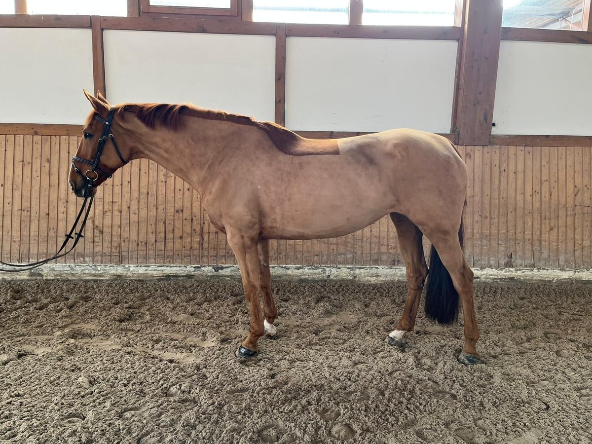 Hanoverian Mare 11 years 16,2 hh Chestnut-Red in Hohenstein Ödenwaldstetten