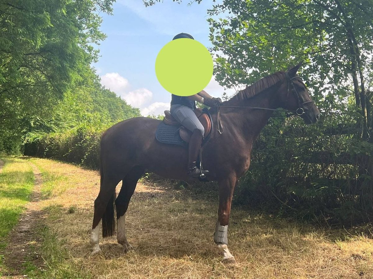 Hanoverian Mare 11 years 16 hh Chestnut in Dormagen