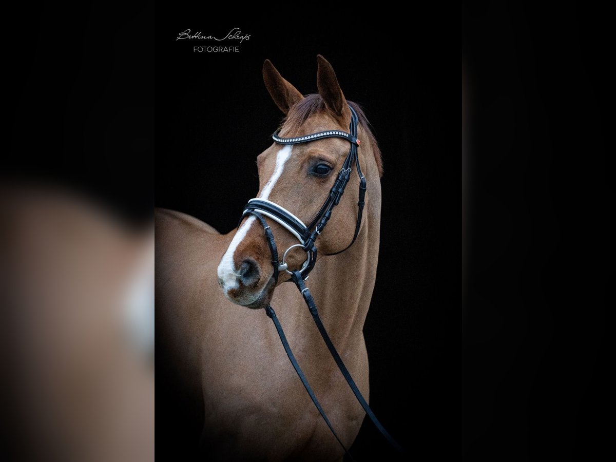 Hanoverian Mare 11 years 16 hh Chestnut-Red in Herbstein