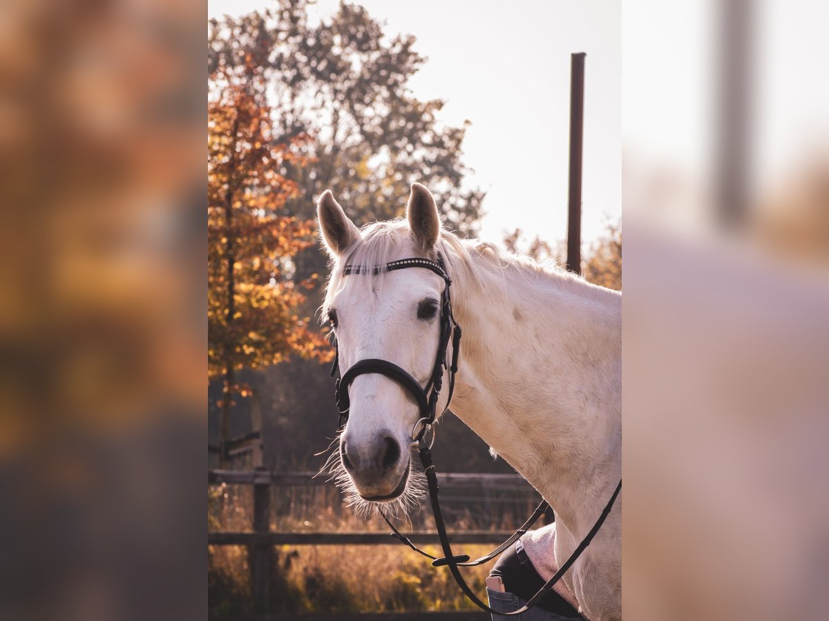 Hanoverian Mare 11 years 16 hh Gray in SommerlandSommerland