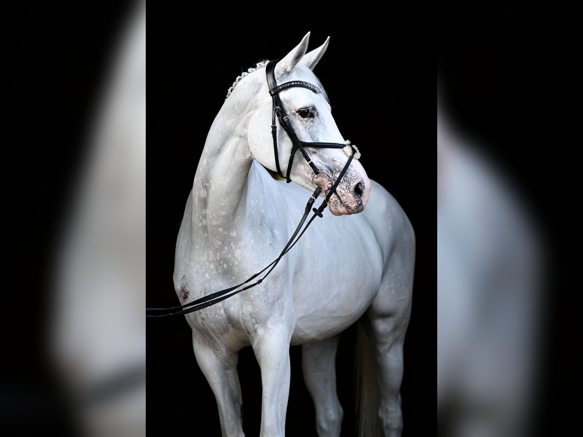 Hanoverian Mare 11 years 16 hh Grey in Obfelden