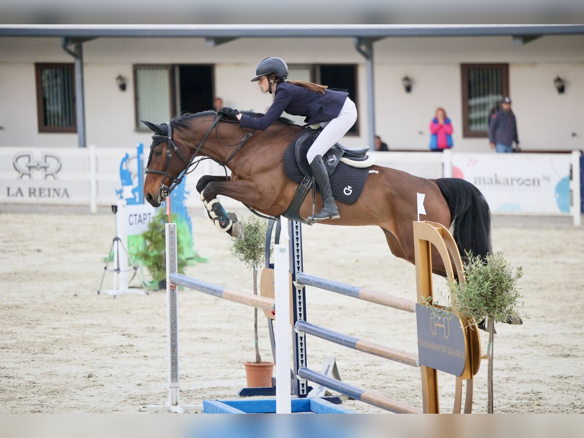 Hanoverian Mare 11 years 16,1 hh Bay in Ruse