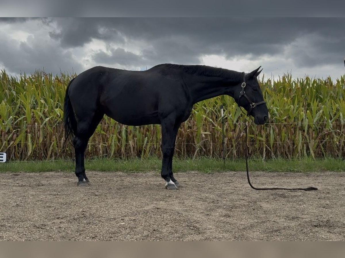 Hanoverian Mare 11 years 16,1 hh Black in Karlskron