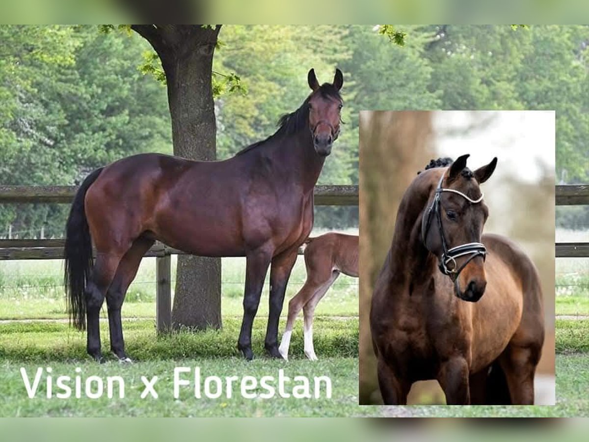 Hanoverian Mare 11 years 16,1 hh Brown in Ascheberg