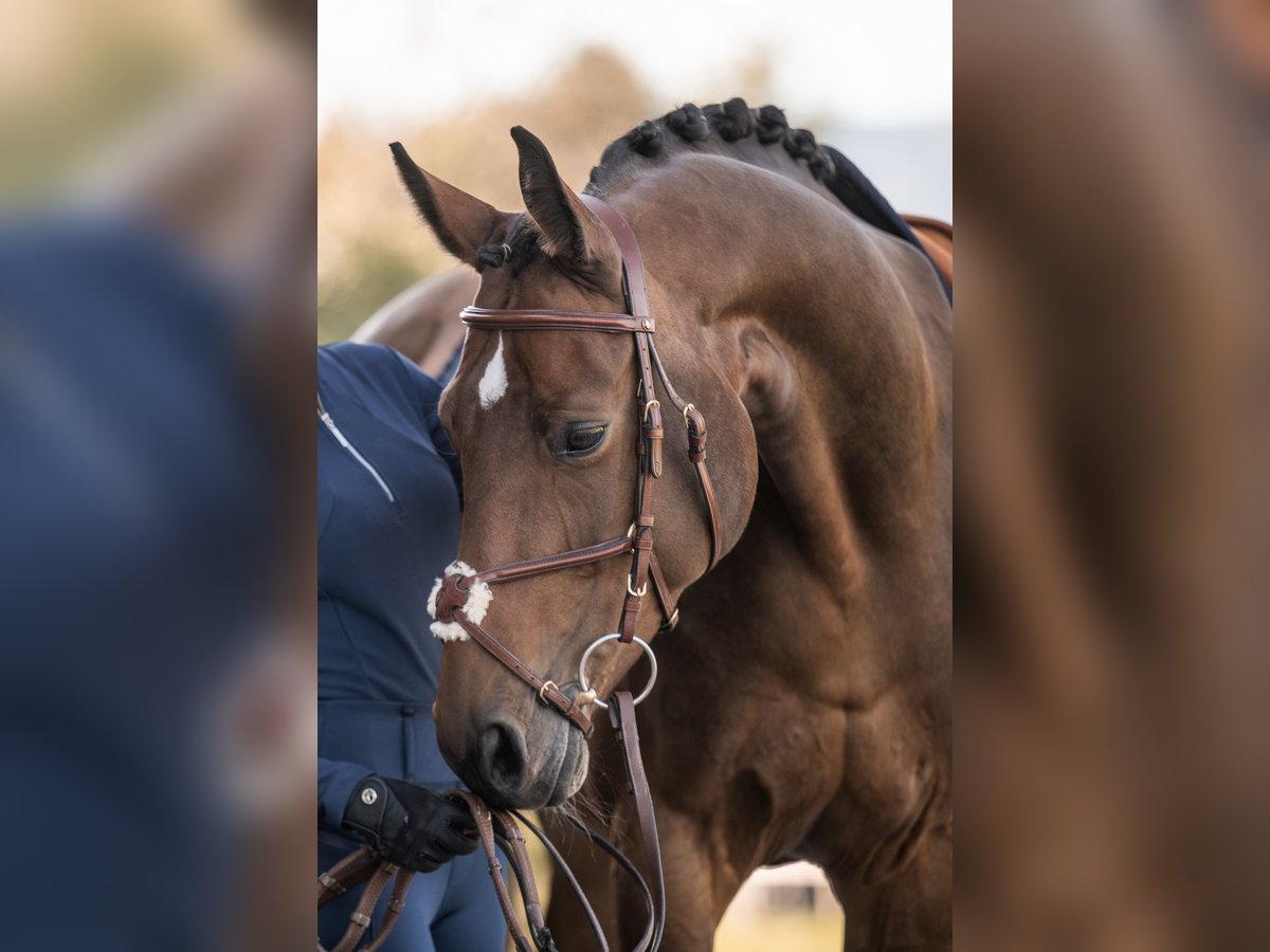 Hanoverian Mare 11 years 16,1 hh Brown in Fischbachau