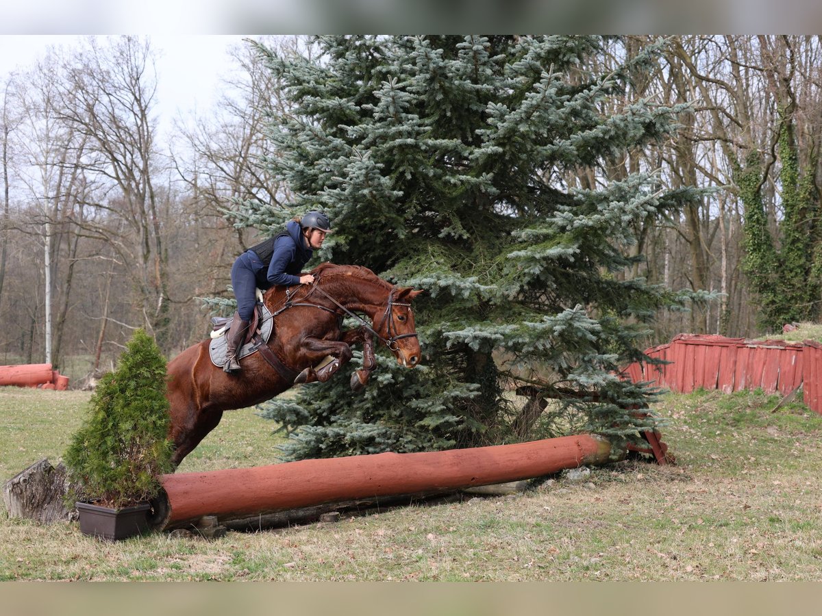 Hanoverian Mare 11 years 16,1 hh Chestnut-Red in Prötzel HarnekopPrötzel