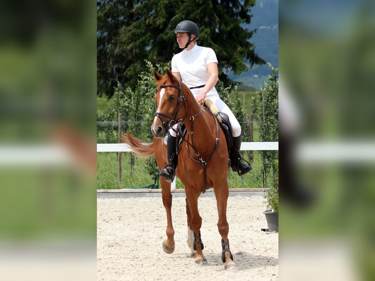 Hanoverian Mare 11 years 16,1 hh Chestnut-Red in Triesen