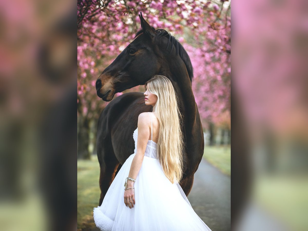 Hanoverian Mare 11 years 16,2 hh Bay-Dark in Halle