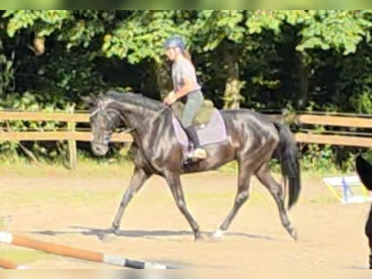 Hanoverian Mare 11 years 16,2 hh Black in Braunschweig