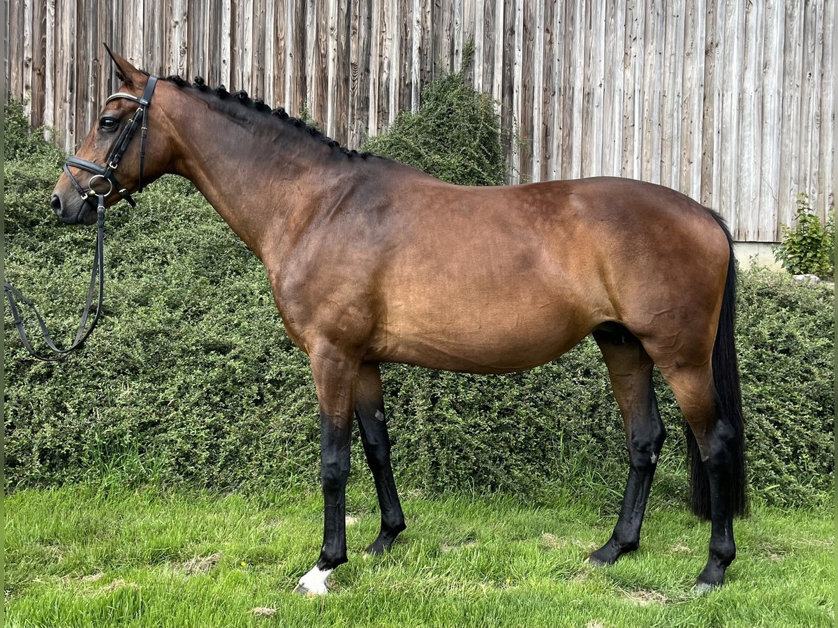 Hanoverian Mare 11 years 16,2 hh Brown in Ostercappeln
