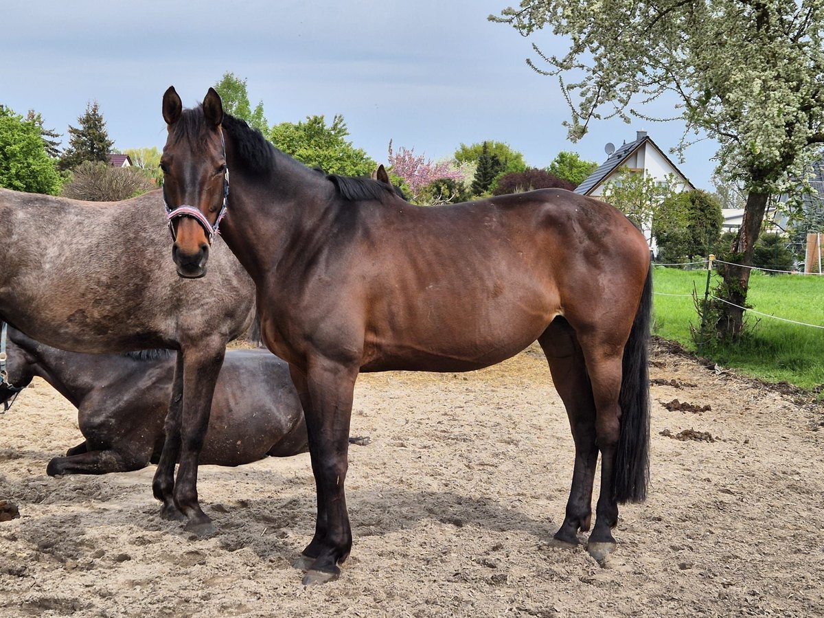 Hanoverian Mare 11 years 16,2 hh Brown in Eickendorf