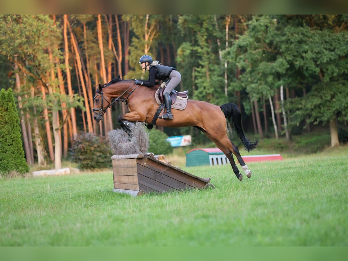 Hanoverian Mare 11 years 16,2 hh Brown in V&#xF6;gelsen