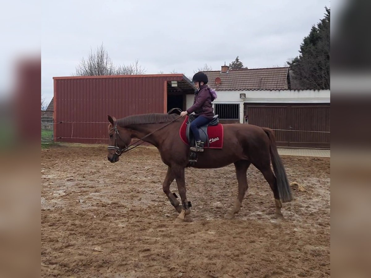 Hanoverian Mare 11 years 16,2 hh Chestnut-Red in Schachdorf Ströbeck
