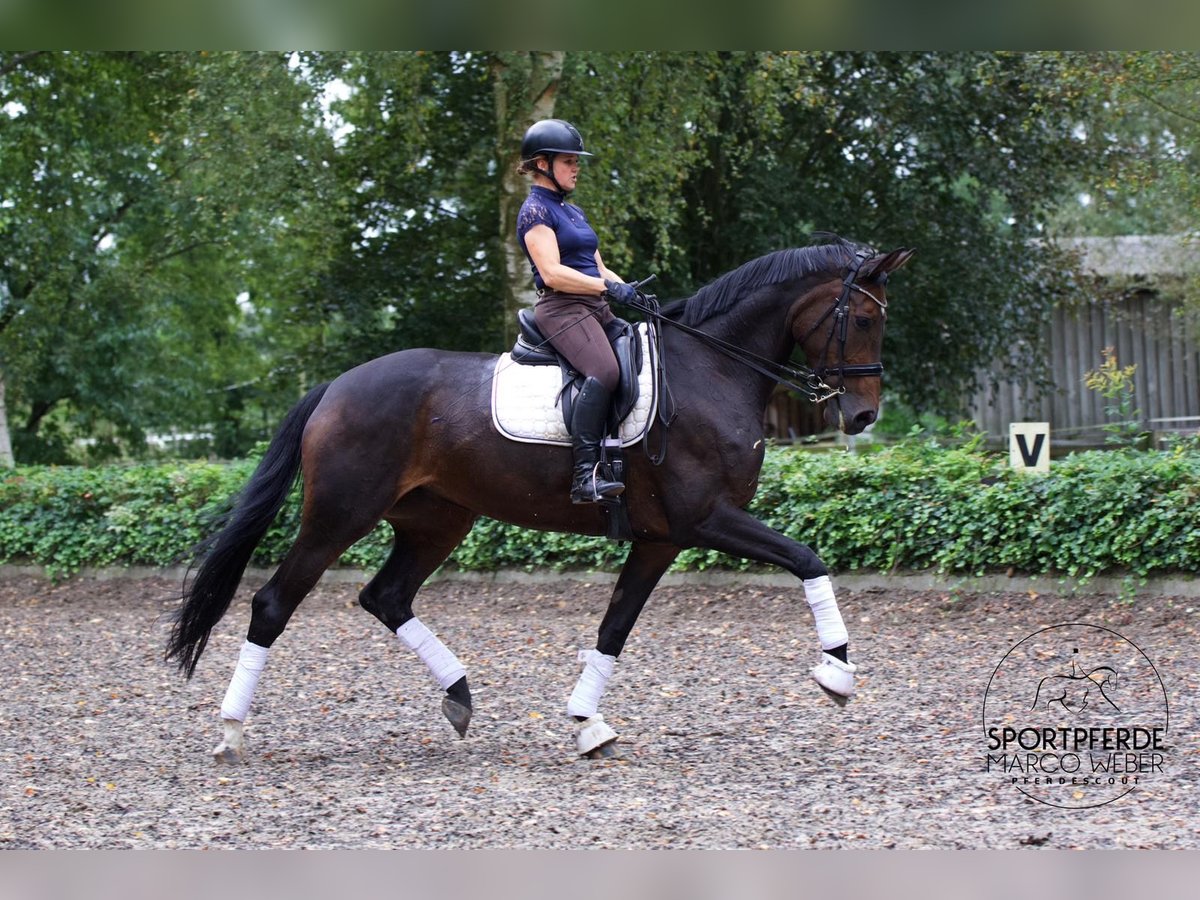 Hanoverian Mare 11 years 17 hh Bay-Dark in Hassendorf