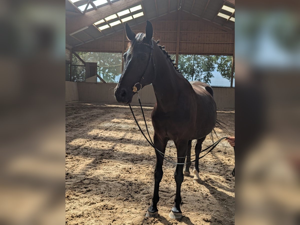Hanoverian Mare 11 years 17,1 hh Bay-Dark in Hille