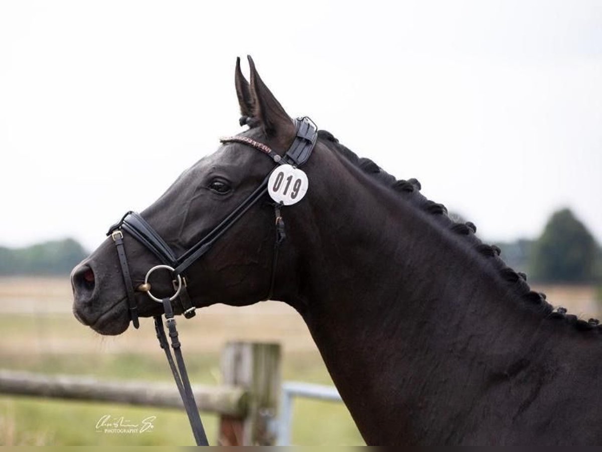 Hanoverian Mare 11 years 17,1 hh Black in Westerstede