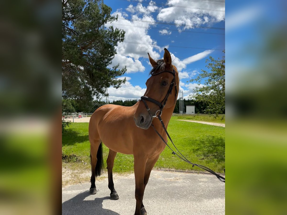 Hanoverian Mare 11 years 17,1 hh Brown in Sch&#xF6;mberg