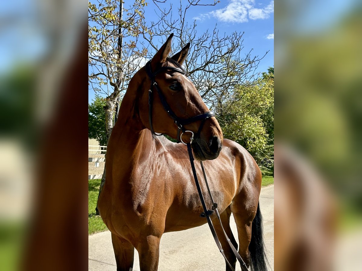 Hanoverian Mare 11 years 17,1 hh Brown in Ro&#xDF;dorf
