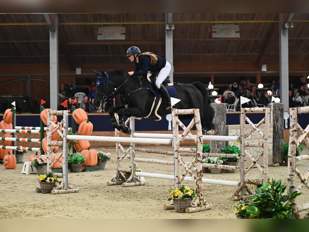 Hanoverian Mare 11 years Smoky-Black in Eisenstadt