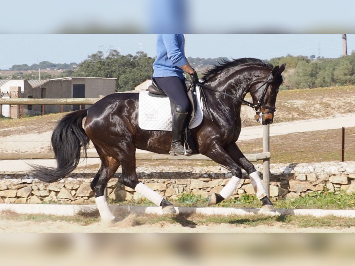 Hanoverian Mare 12 years 15,2 hh Bay in NAVAS DEL MADRONO