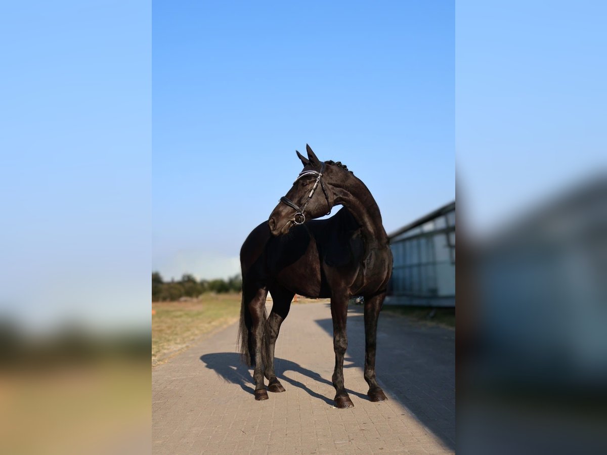 Hanoverian Mare 12 years 16,1 hh Black in Schlaitz / Muldestausee