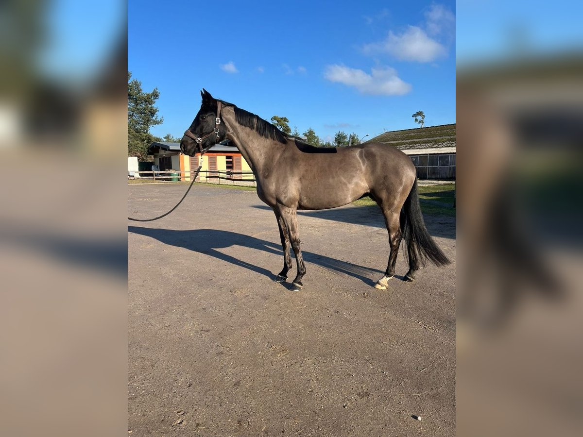 Hanoverian Mare 12 years 16,1 hh Black in haguenau