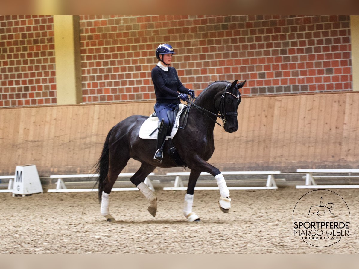 Hanoverian Mare 12 years 16,1 hh Black in Unna