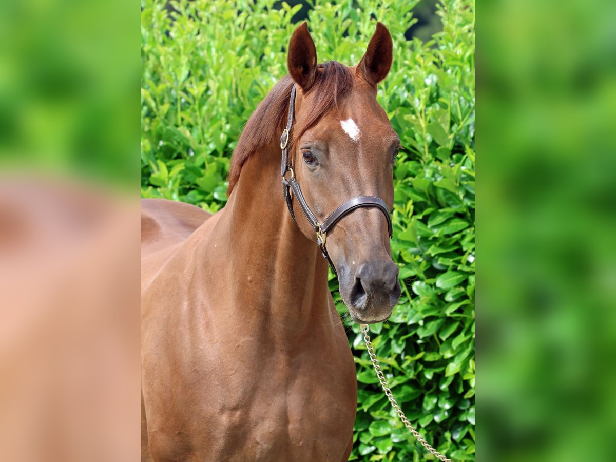 Hanoverian Mare 12 years 16,1 hh Chestnut in Greven