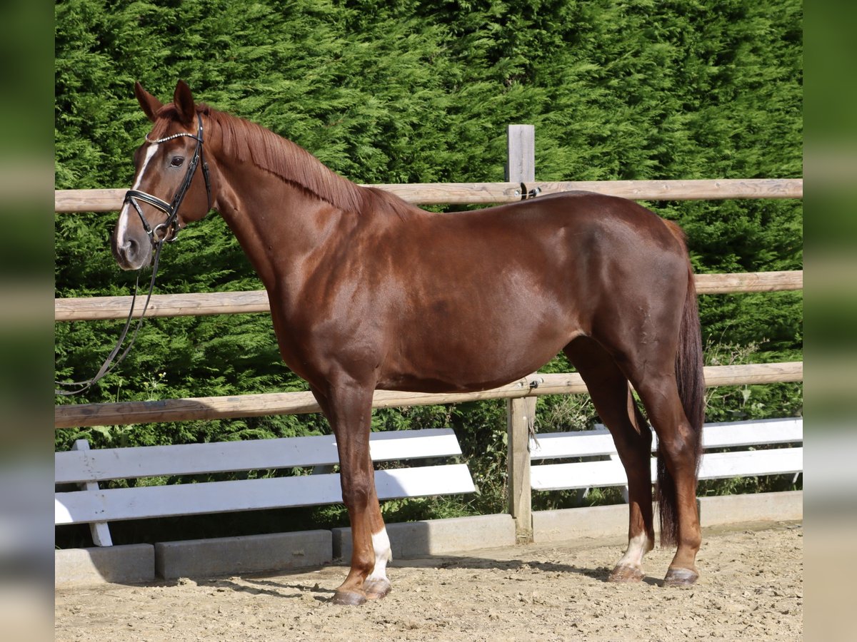 Hanoverian Mare 12 years 16,1 hh Chestnut in Welver