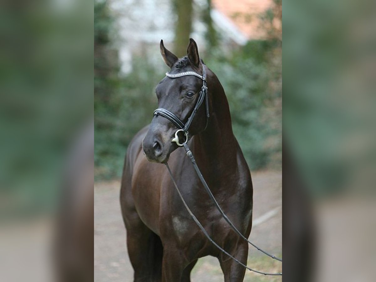 Hanoverian Mare 12 years 16,1 hh in Bad Salzdetfurth