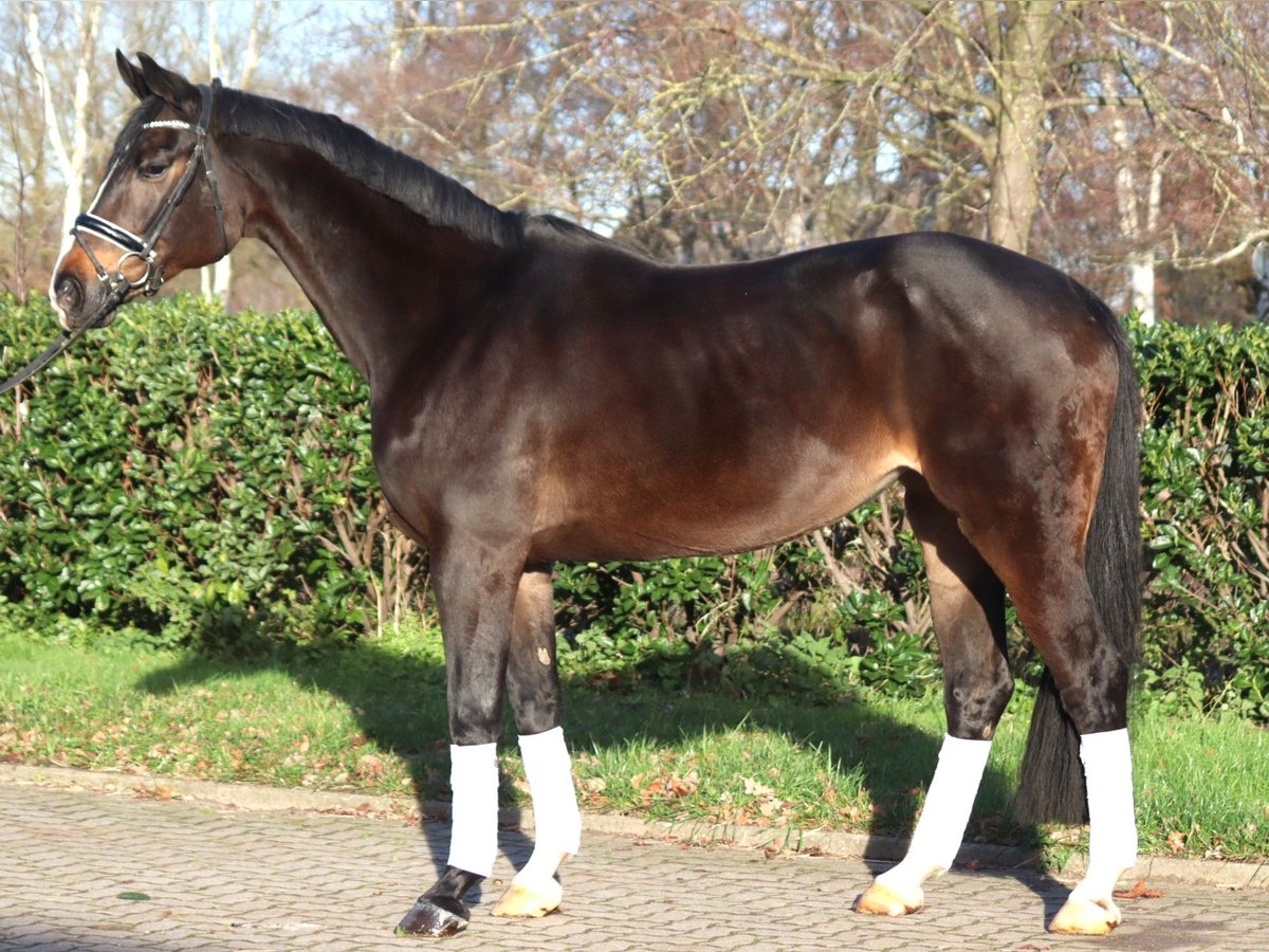 Hanoverian Mare 12 years 16,2 hh Bay-Dark in Selsingen